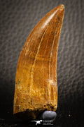 Theropod Teeth Morphology - KemKem Basin