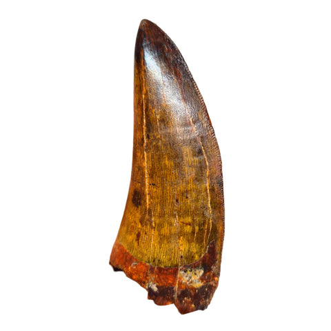Carcharodontosaurus