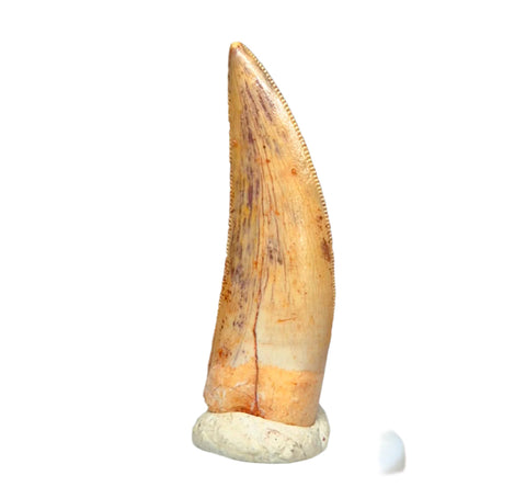 Abelisaurus (Abelisauridae family)