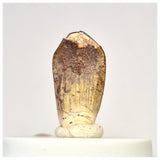 1447 - Nicely Preserved Jobaria Sauropod Dinosaur Tooth Jurassic Tiouraren Fm