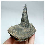 1094 - Museum Grade Unique Spicomellus afer Oldest Ankylosaurian Dinosaur Dermal Spike - El Mers Fm