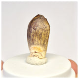 1447 - Nicely Preserved Jobaria Sauropod Dinosaur Tooth Jurassic Tiouraren Fm