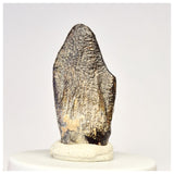 1449 - Nicely Preserved Jobaria Sauropod Dinosaur Tooth Jurassic Tiouraren Fm