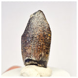 1449 - Nicely Preserved Jobaria Sauropod Dinosaur Tooth Jurassic Tiouraren Fm