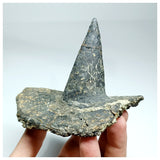 1094 - Museum Grade Unique Spicomellus afer Oldest Ankylosaurian Dinosaur Dermal Spike - El Mers Fm