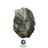 30001 - Nice NWA Unclassified Ordinary Chondrite Meteorite 267 g Individual