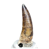 20525- Nicely Preserved Large Suchomimus tenerensis Dinosaur Tooth