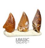 S56 - Set of 3 Majungasaurus crenatissimus Abelisaurid Dinosaur Teeth