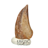 J177 - Top Rare Ornithocheirid Pterosaur Claw - Lower Cretaceous Elrhaz Fm