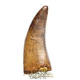 J561 - Tyrannosaur Dinosaur Tooth - Nanotyrannus sp - Late Cretaceous - Lance Creek Fm