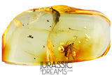 J453 - Nice ICHNEUMON WASP Ichneumonidae Fossil Inclusion Genuine BALTIC AMBER + HQ Picture