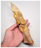 1527 - Museum Grade Spinosaurus aegyptiacus Dinosaur Complete Toe Finger with Claw- KemKem Beds