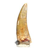 20031 - Rare Afrovenator abakensis Megalosaurid Dinosaur Tooth Jurassic Tiouraren Fm