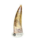 20348- Nicely Preserved Suchomimus tenerensis Dinosaur Tooth IN CATAWIKI AUCTION NOW