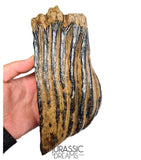 S291 - Nicely Preserved Huge Ice Age Woolly Mammoth (Mammuthus primigenius) Upper Molar Tooth