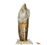 S357 - Nicely Preserved Huge Ice Age Cave Bear (Ursus spelaeus) Pre-Canine Tooth