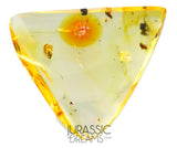 J26 - Nice ENCYRTID WASP Encyrtidae Fossil Inclusion Genuine BALTIC AMBER + HQ Picture