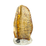 20020 -Exceedingly Rare Unidentified Basal Iguanodontian Dinosaur Tooth