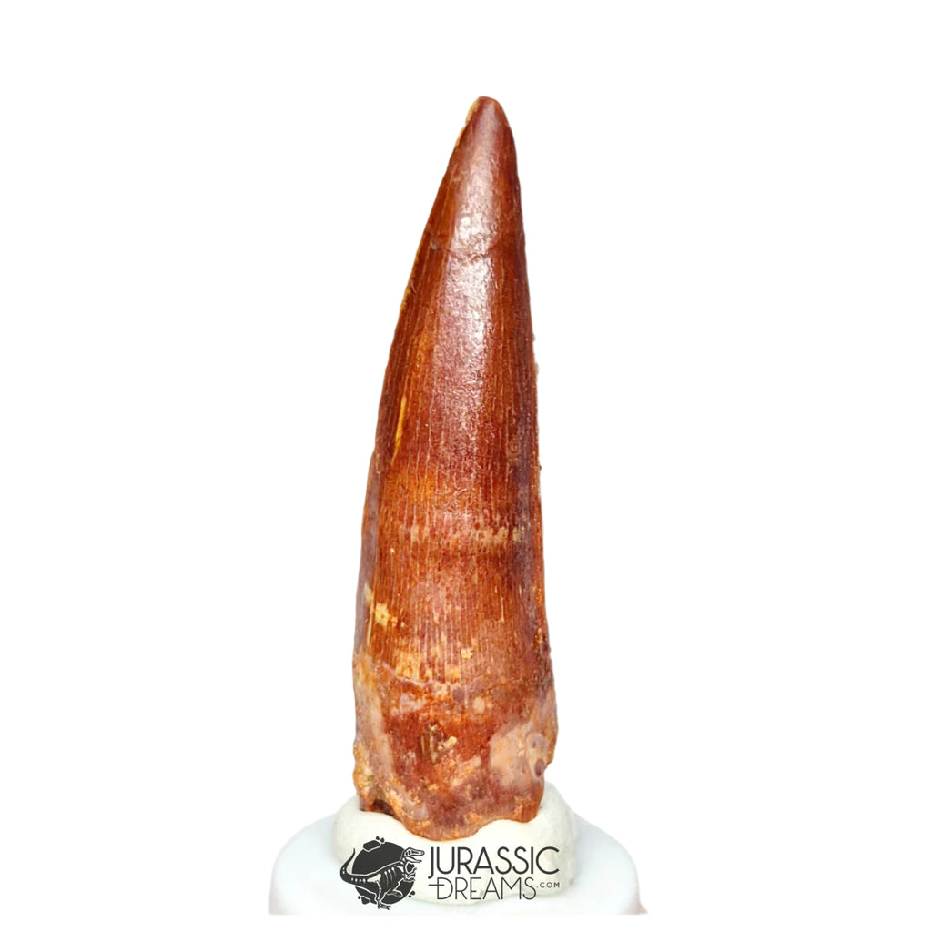 20346 - Nicely Preserved Spinosaurus aegyptiacus Dinosaur Tooth IN CATAWIKI AUCTION NOW
