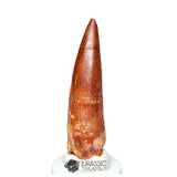 20346 - Nicely Preserved Spinosaurus aegyptiacus Dinosaur Tooth IN CATAWIKI AUCTION NOW