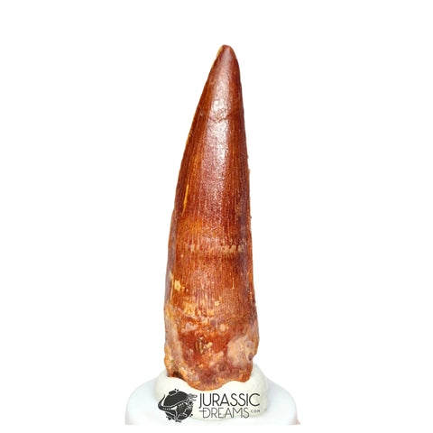 20346 - Nicely Preserved Spinosaurus aegyptiacus Dinosaur Tooth IN CATAWIKI AUCTION NOW