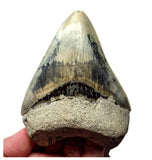 J568 - Gem Grade Killer Blue Megalodon Tooth from Rare Indonesia Location