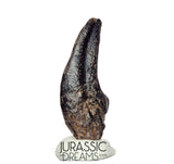 J196 - Top Rare Killer Theropod (cf Alvarezsaurid) Dinosaur Manus Claw - Lower Cretaceous Elrhaz Fm
