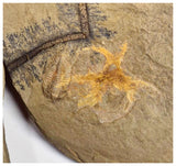 C15 - Finest Grade Soft Bodied Marrellomorph Furca mauretanica Associated with Euloma Trilobite Ordovician Fezouata