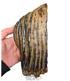 S291 - Nicely Preserved Huge Ice Age Woolly Mammoth (Mammuthus primigenius) Upper Molar Tooth