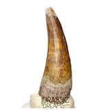 S367 - Huge Killer Suchomimus tenerensis Spinosaurid Dinosaur Tooth - VISIBLE CARINA