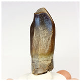 1305 - Gem Grade Jobaria Sauropod Dinosaur Tooth Jurassic Tiouraren Fm