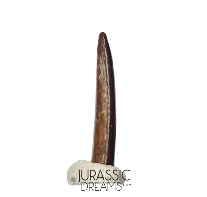 S414 - Top Pristine Nigersaurus taqueti Rebbachisaurid Sauropod Dinosaur Tooth