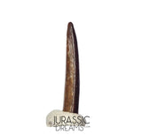 S414 - Top Pristine Nigersaurus taqueti Rebbachisaurid Sauropod Dinosaur Tooth