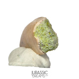 S164 - Large Majungasaurus crenatissimus Abelisaurid Dinosaur Tooth with Unusual Green Sandstone matrix on its base