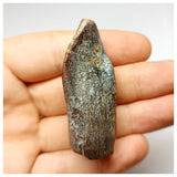 1352 - Huge Jobaria Sauropod Dinosaur Tooth Jurassic Tiouraren Fm