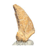 S232 - Amazing Huge Ice Age Cave Bear (Ursus spelaeus) Claw - Upper Pleistocene