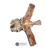 20189 - Rare Huge Jurassic Megalosaurid Theropod Dinosaur Dorsal Vertebra Bone