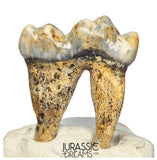 S341 - Gem Grade Ice Age Cave Bear (Ursus spelaeus) Lower Dentary Molar Tooth (M1)