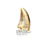 S73 - Top Rare Acheroraptor temertyorum (Dromaeosaurid Raptor Theropod) Dinosaur Tooth - Hell Creek Formation