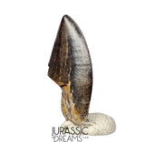J425 - Tyrannosaur Dinosaur Tooth - Nanotyrannus sp - Late Cretaceous - Hell Creek Fm