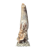 S479 - Top Rare Killer Alvarezsaurid Theropod Dinosaur Manus Claw - Lower Cretaceous Elrhaz Fm