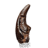 J108 - Top Rare Killer Alvarezsaurid Theropod Dinosaur Manus Claw - Lower Cretaceous Elrhaz Fm