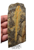 J567 - Museum Grade Rare Jeholotriton paradoxus - Primitive Jurassic Salamander - Daohugou Beds