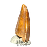 S142 - Top Rare Majungasaurus crenatissimus Abelisaurid Dinosaur PREMAXILLARY Tooth