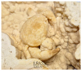 J60 - Huge Fossil Crab (Potamon) Preserved in Travertine - Turkey Location