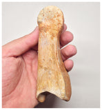 1527 - Museum Grade Spinosaurus aegyptiacus Dinosaur Complete Toe Finger with Claw- KemKem Beds