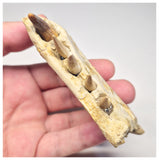 1517 - Museum Grade Juvenile Spinosaurus Dinosaur Right Hemi dentary jaw- Cretaceous KemKem Beds