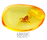 J28 - FAT Scuttle fly PHORIDAE Fossil Inclusion Genuine BALTIC AMBER + HQ Picture