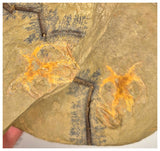 C15 - Finest Grade Soft Bodied Marrellomorph Furca mauretanica Associated with Euloma Trilobite Ordovician Fezouata