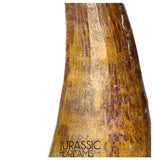 S367 - Huge Killer Suchomimus tenerensis Spinosaurid Dinosaur Tooth - VISIBLE CARINA